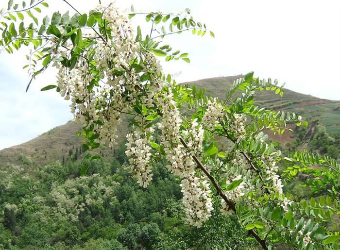 槐花 洋槐花