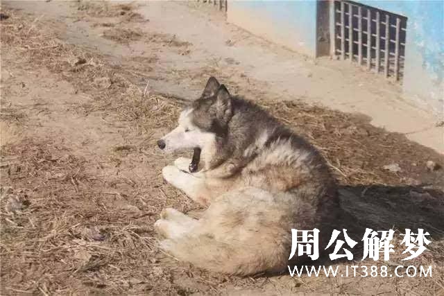 梦见打狼是什么意思