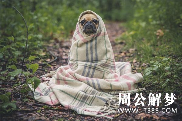 梦见杀狗是什么意思