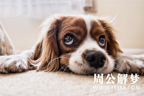 梦见杀狗见血是什么意思