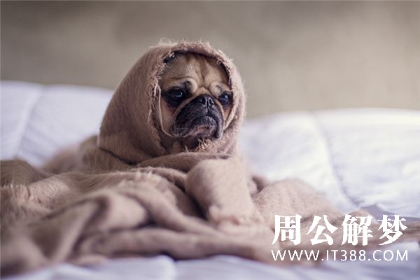 梦见别人杀狗是什么意思