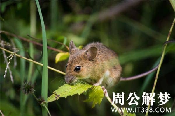 梦见死老鼠是什么意思