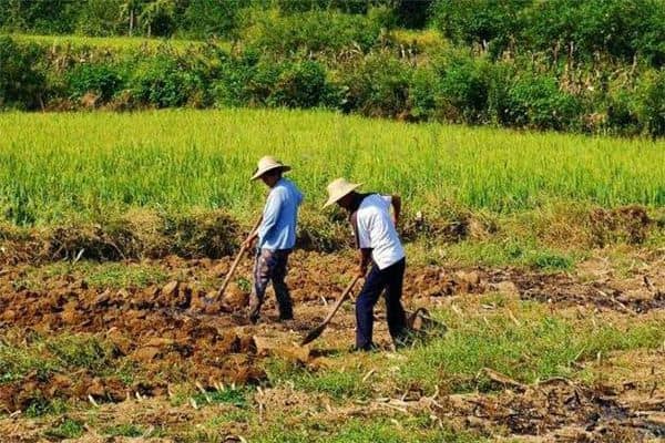 梦见使用铁锹掘土