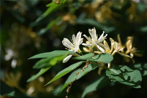 梦见金银花是什么意思