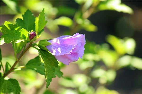 梦见芙蓉花是什么意思