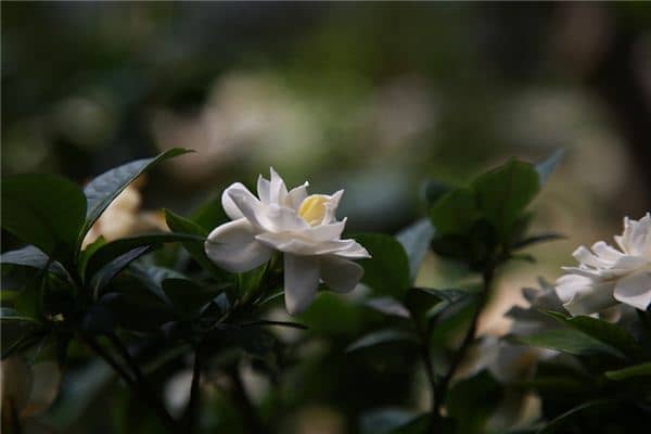 梦见栀子花是什么意思