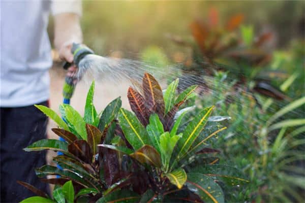 梦见给植物浇水