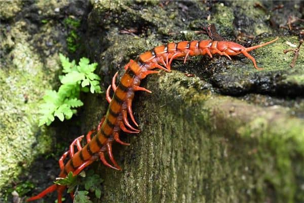 梦见杀死蜈蚣