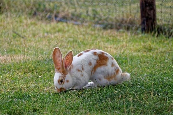 梦见杀死动物