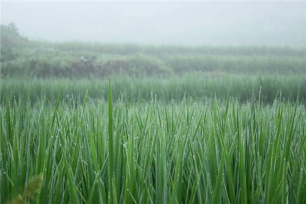 梦见庄稼田