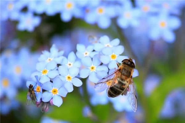 梦见打死蜜蜂