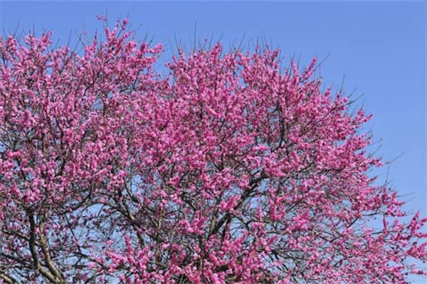 梦见桃花树