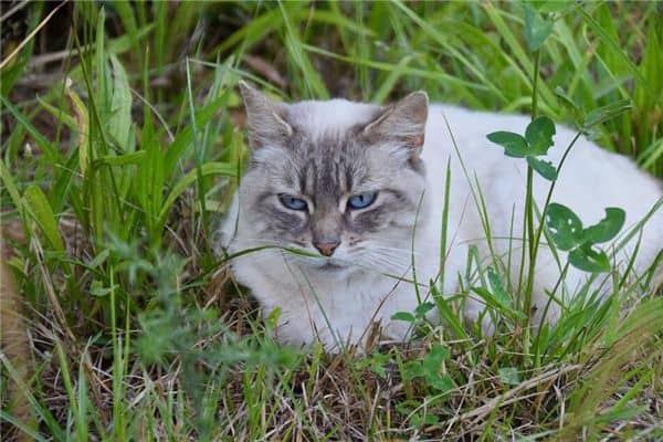  梦见猫屎