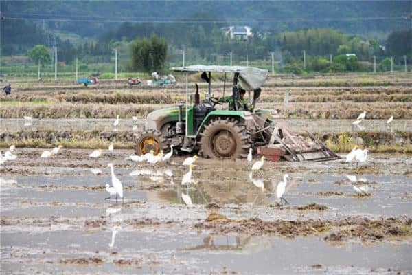 梦见农民耕种田地