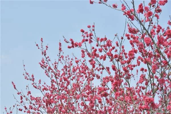 梦见桃花桃子