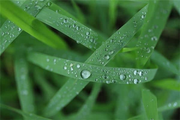 梦见朝露或霜露