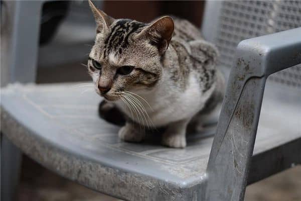 梦见猫拉屎