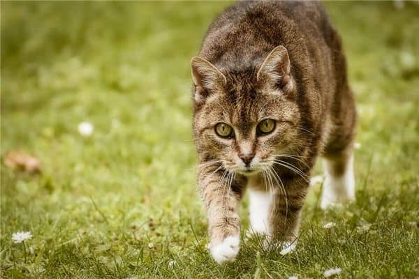 梦见猫跟着我