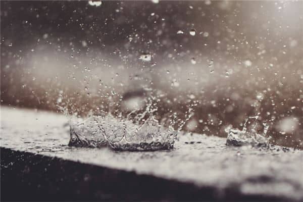 梦见花瓣雨