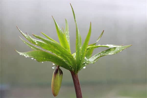 梦见雨水淋湿花草