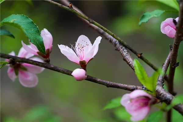 梦见摘桃花