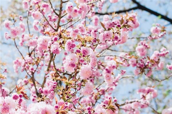 梦见桃花开