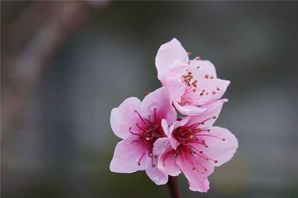 梦见桃树开花