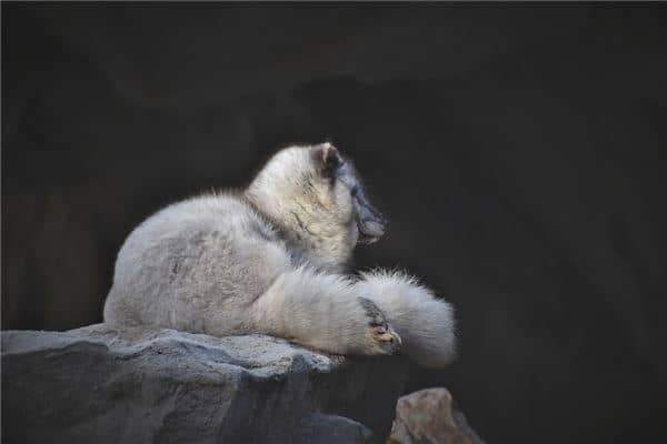 梦见被白狐狸咬