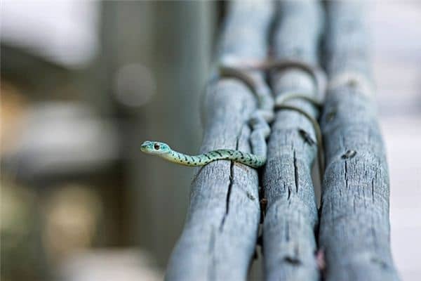 梦见蛇死了是什么意思