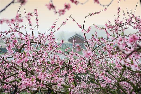 梦见桃树开花是什么意思