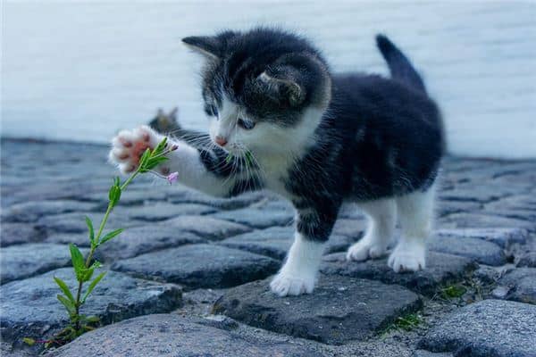 梦到很多猫