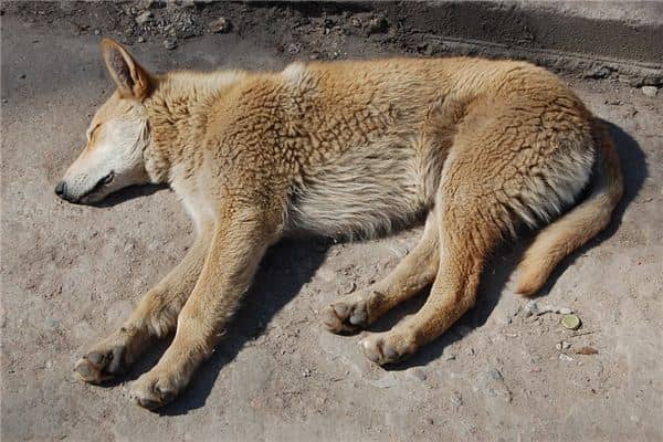 梦见死去的狗狗