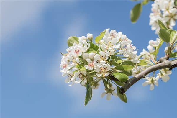 梦见梨树开花是什么意思