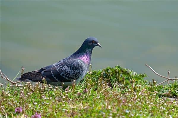 梦见鸽子死了