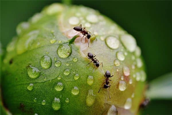 梦到很多虫子在地上爬