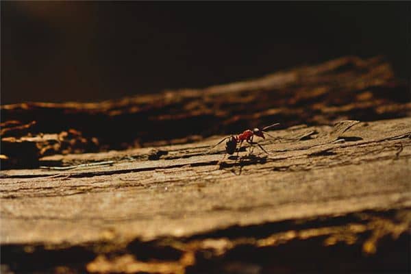 梦见打死蚂蚁是什么意思