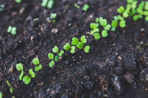 梦见植物发芽是什么意思