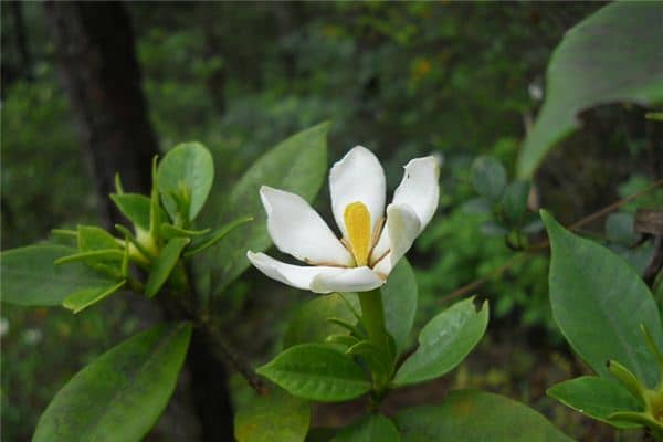 梦见栀子花开是什么意思