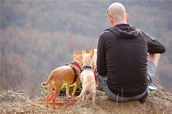 梦见秃头的男子是什么意思