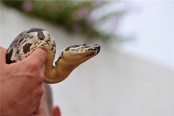 梦见好多蛇死掉是什么意思