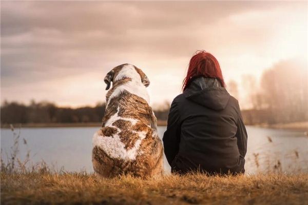 梦见养犬养狗是什么意思