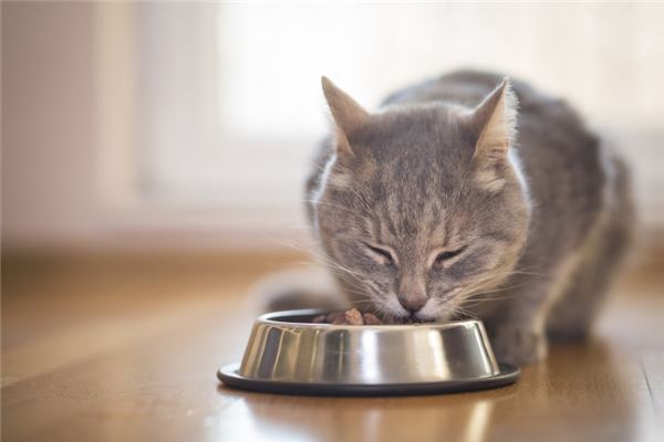 梦见猫逮老鼠并咬死是什么意思