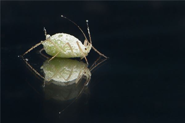 梦见掐死虱子是什么意思