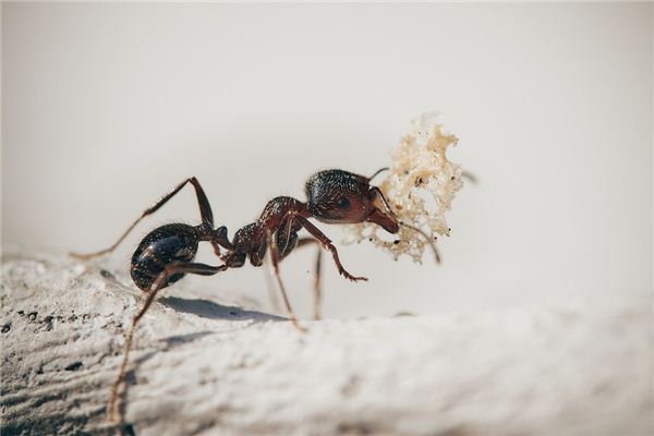 梦见蚂蚁嘴叼东西是什么意思