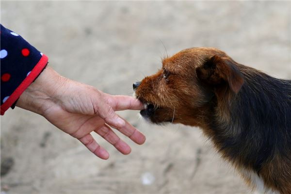 梦见孕妇被狗追咬是什么意思