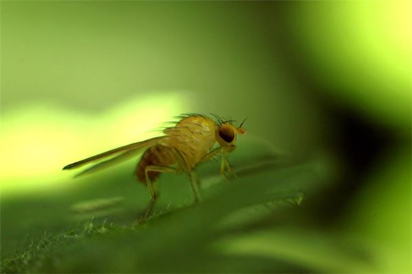 梦见用脚踩死虫子是什么意思