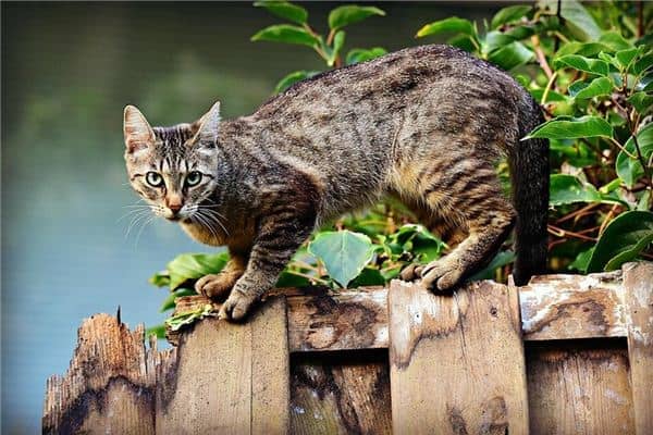 梦见一群猫追我是什么意思