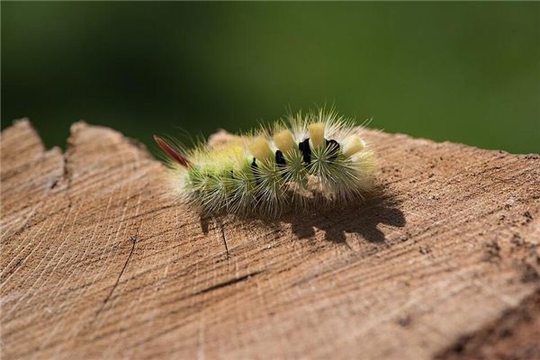 梦见虫毛毛虫是什么意思