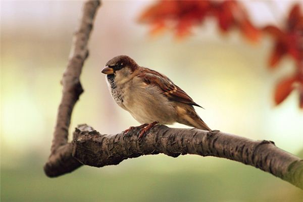 梦见打鸟打死了是什么意思