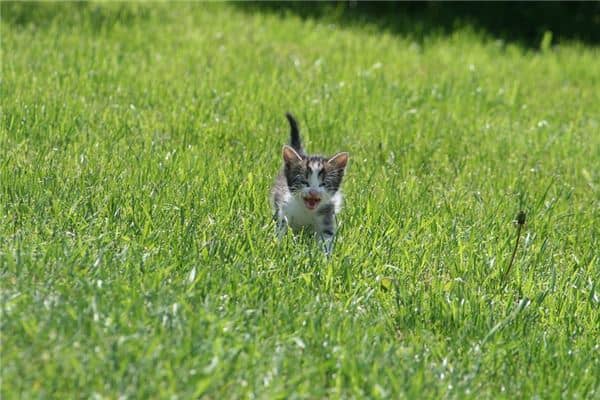 梦见收养流浪猫是什么意思